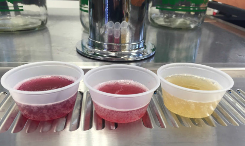 Kombucha 101 : What It Is and Why Drink It